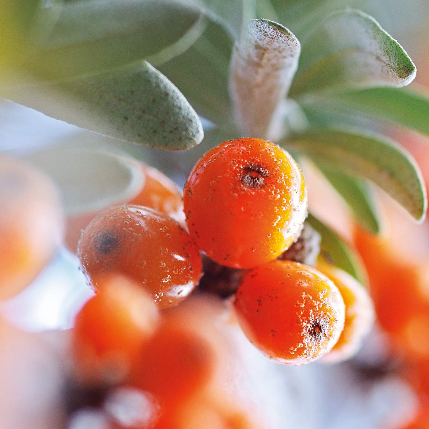 WELEDA Aceite Corporal Nutritivo de Espino Amarillo 100 ml